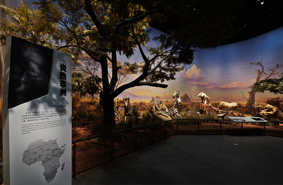 The Bellin Pavilion has many scene displays, including large-scale wall washing and accent lighting displays of animals and trees, etc. In the design of these scenes, Graze linear wall-washing lamps are mainly used for wall-washing lighting. The color temperature is mainly warm white to highlight the hot environment of the African and American grasslands. Swallow narrow and medium beam track spotlights are used to project the heads of animals. or other body parts to highlight each animal's inhabiting attitude, and use medium and wide beam track spotlights to enhance the overall atmosphere among the animals. Bellin Hall